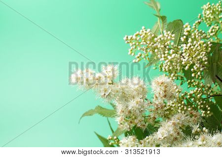 Bright White Flowers (sorbaria Sorbifolia) On A Green Background, Beautiful Thin Stamens. Place For 