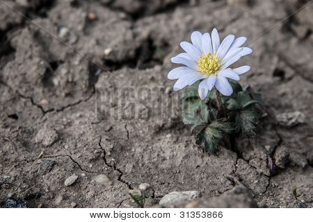 blomst på tørret og revnet jord