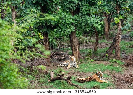 Two Radio Or Tracking Collar Bengal Tigers Or A Mating Pair In Beautiful Green Trees And Background 