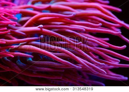 Anemones. Beautiful And Colorful Corals In A Marine Aquarium.