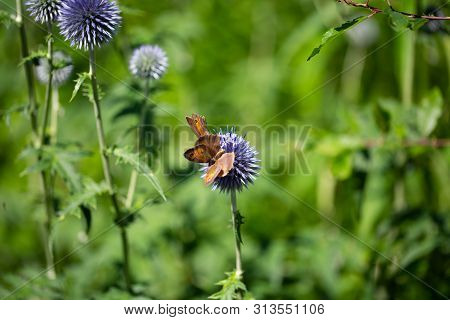 Arethusana Arethusa, Rusty Velvet Butterfly On Flower, Butterfly On Flower