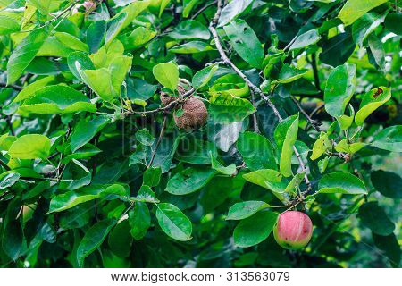 Monilinia Fructigena. A Sick Apple With Obvious Signs Of Lesion Growing On A Branch. Garden Tree Dis