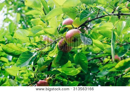 Monilinia Fructigena. A Sick Apple With Obvious Signs Of Lesion Growing On A Branch. Garden Tree Dis
