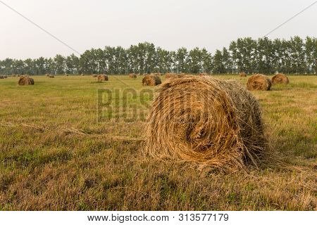 Hay Rolls In The Field. One Roll In The Foreground. Yellow Field On A Summer Day