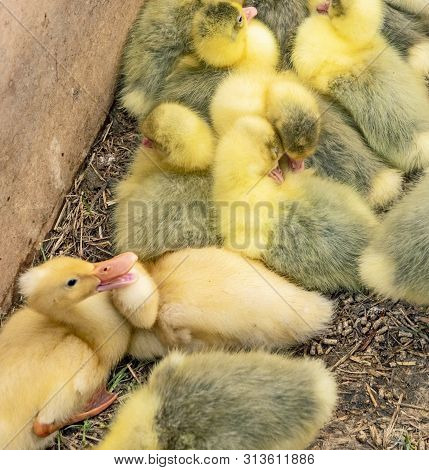 Yellow Baby Chicken For Sale  At The Alteburger Market Near Idstein, Germany