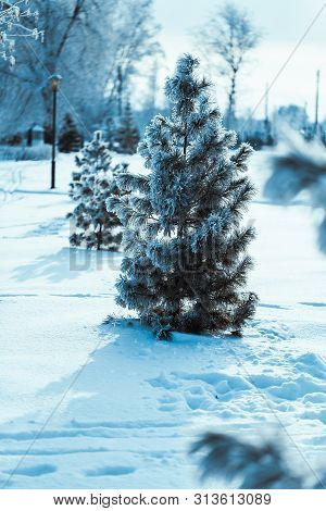 Little Spruce On The Background Of The Winter Forest