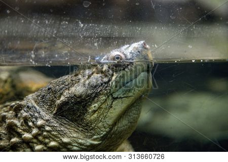 Common Snapping Turtle (chelydra Serpentina) - Biggest Turtle