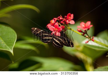 State Butterfly Of Florida The Zebra Longwing, Heliconius Charitonia, Previously Linnaeus.
