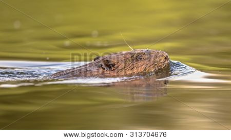 European Beaver (castor Fiber) Swimming In Colorful Water Around Sunset In Biesbosch Nature Reserve 