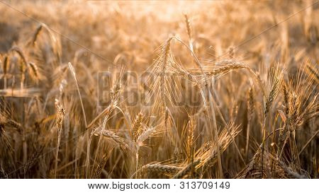 Beautiful View Of Gold Wheat Crop Flied Landscape In Spain