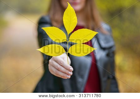 Autumn. Girl Holding A Branch With Yellow Leaves On A Blurred Background. Autumn Yellow Leaf In Focu