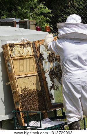 The Beekeeper Checks Honeycomb , Working With Bees And Collects Honey In Garden
