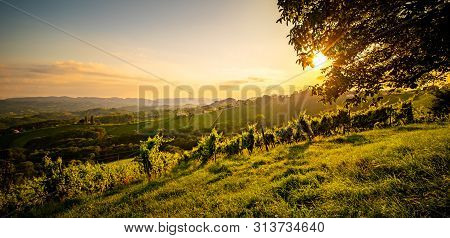 South Styria Vineyards Landscape In Sulz Austria. View At Vineyard Fields In Sunset Sun In Summer. T