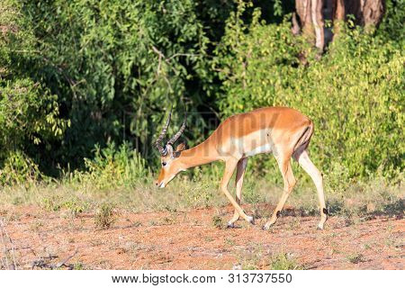 Impala Gazelles Grazed In The Savannah Of Kenya