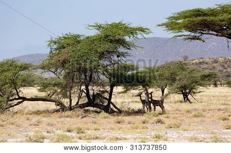 Some Gerenuk In The Kenyan Savanna Looking For Food