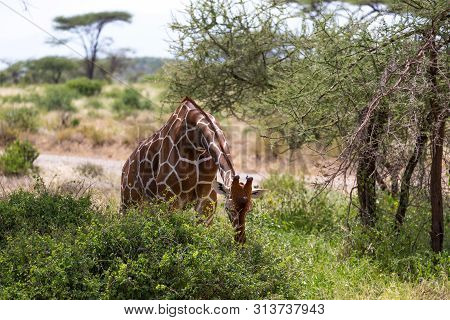 A Giraffe Eats The Leaves Of A Bush