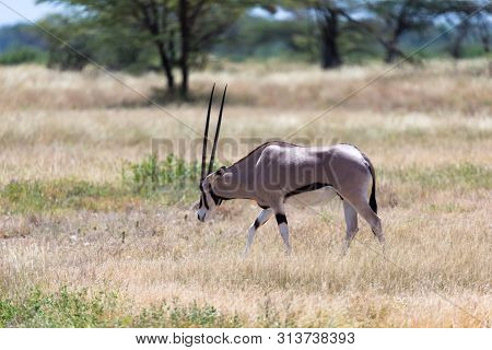 An Oryx Family Stands In The Pasture Surrounded By Green Grass And Shrubs
