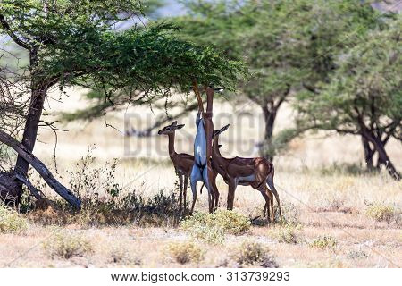 Some Gerenuk In The Kenyan Savanna Looking For Food