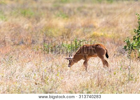 An Oryx Family Stands In The Pasture Surrounded By Green Grass And Shrubs