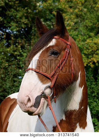 A Head Shot Of A Skewbald Horse In A Snaffle Bridle.
