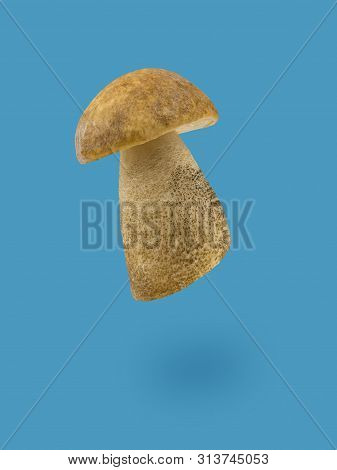 White Mushroom With A Thick Stalk, Isolated On Blue Background. Natural Food.