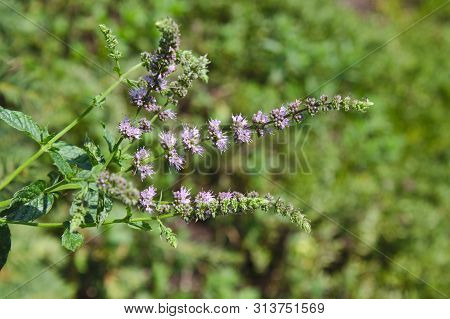 Healthy Horsemint In The Forest In The Summer