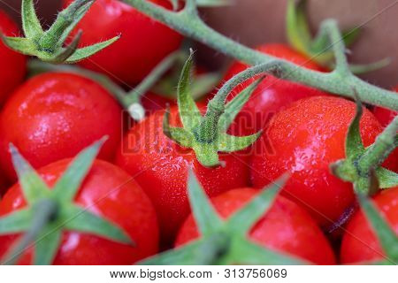 Many Fresh Cocktail Cherry Tomato With Green Risp. Closeup Of Red Tomatoes From The Local Fruit Mark