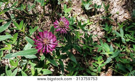 Many Flowers Of Clover In A Forest Glade On Sunny Summer Day