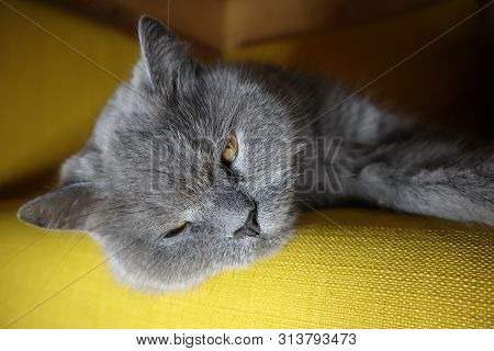 A Beautiful British Cat With Beautiful Eyes Lies Chair. British Short Hair Cat Blue