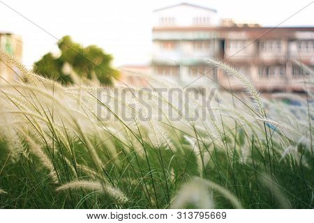 Warm Grss In Feild In Fornt Of The Old Building