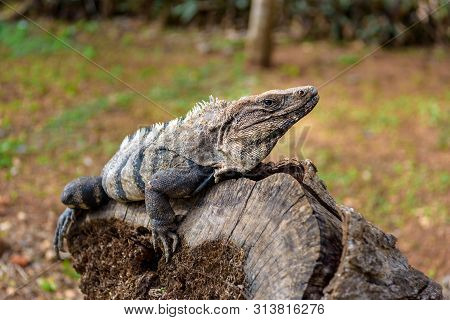 A Large Iguana Sunbathes On A Gray Limestone Rock Close-up.