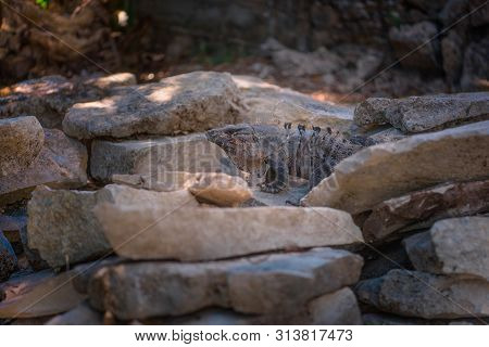 A Large Iguana Sunbathes On A Gray Limestone Rock Close-up.