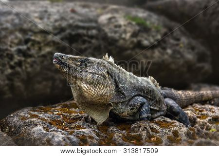 A Large Iguana Sunbathes On A Gray Limestone Rock Close-up.