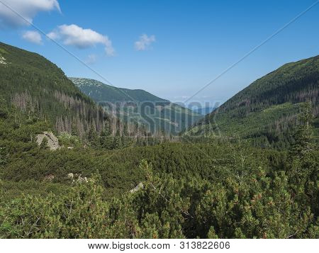 Beautiful Mountain Valley Smutna Dolina With Spruce Tree Forest, Dwarf Scrub Pine And Green Mountain