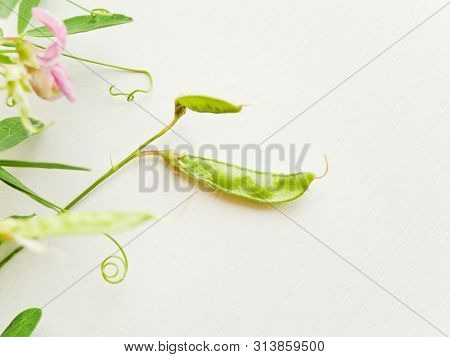 Vicia Sepium On White