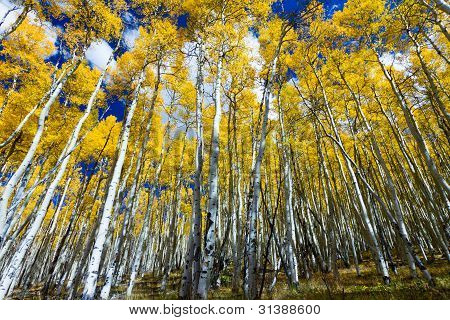 Pitkä keltainen Aspen puut Colorado Forest