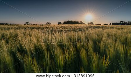Panoramic Image Of A Corn Field During Sundow At The Golden Hour, Germany