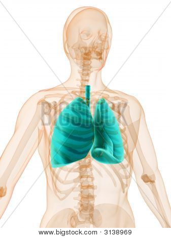 Human Lung