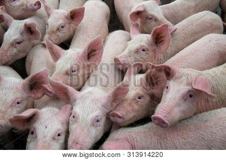 Pigs Diseases. African Swine Fever Asf. Dna Virus In The Asfarviridae Family. Virus With A Double-st