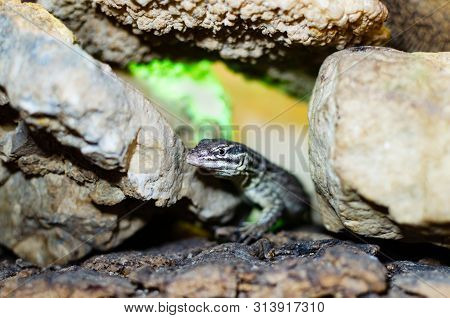 Varanus Acanthurus. Exotic Animals In The Artificial Habitat. A Cold Blooded Animal In The Terrarium