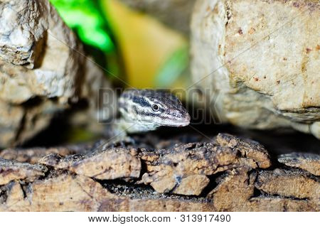 Varanus Acanthurus. Exotic Animals In The Artificial Habitat. A Cold Blooded Animal In The Terrarium