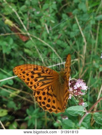 Argynnis Paphia Butterfly v přírodních zpět