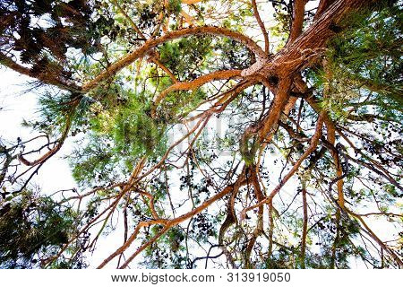 High Cedar Tree On The Sky Sky. The Cedar Tree Is Very Tall And Bears Fruits With Pine Nuts.