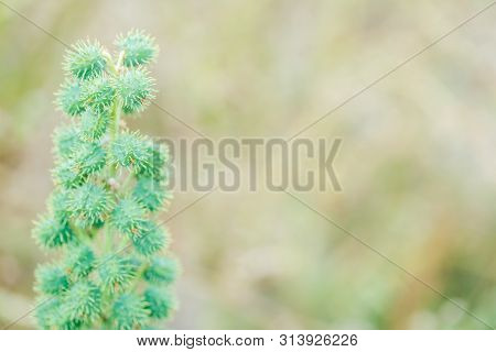 Green Toxic Xanthium Common Cocklebur Weed Plant With Thorny Fruits Close Up