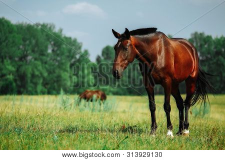 A Brown Horse Looking At The Camera With Head Raised