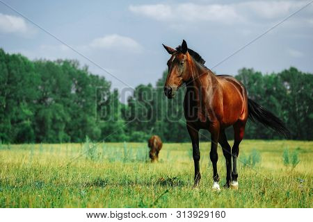 A Brown Horse Looking At The Camera With Head Raised