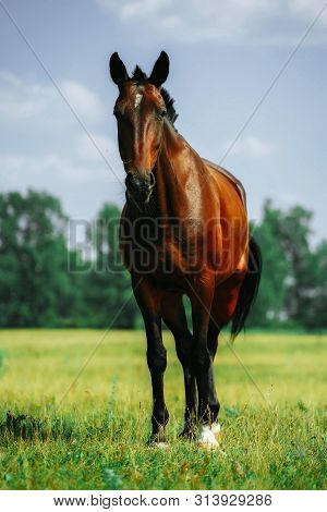 A Brown Horse Looking At The Camera With Head Raised