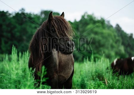A Lovely Skewbald Miniature Pony Walking Across A Field.