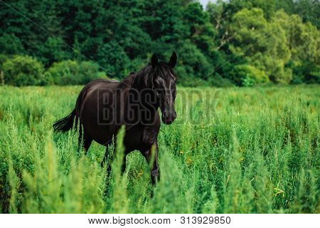A Beautiful Black Horse Stands Up In Front Of A Hedge