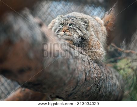 Pallas Cat (otocolobus Manul). Manul Is Living In The Grasslands And Montane Steppes Of Central Asia